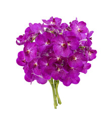 Bouquet of cut out purple magenta vanda orchid stem isolated on white background during summer season