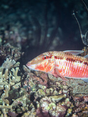 Crowned squirrel fish lying on rocks of tropical reef