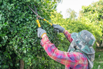 Female gardener using a scissor to shearing and pruning plants in the garden. Removing dead or...