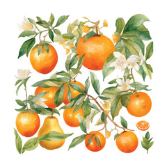 Hand drawn natural fresh watercolor oranges clipart