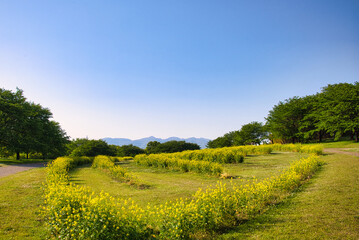 Naklejka premium 快晴の空の下、菜の花畑の広がる美しい風景