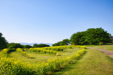 快晴の空の下、菜の花畑の広がる美しい風景