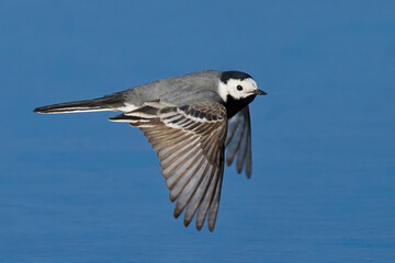 White wagtail (Motacilla alba)
