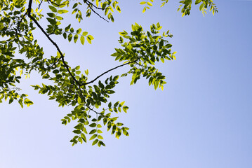爽やかな青空を背景に、美しい若葉を見上げて