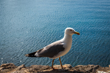 Profile of Great black backed gull, larus marinus walk on stone wall with sea on background. Wild animal background, Croatia