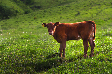 lonely cow in the summer meadow. A newborn cow calf is resting on the field. Calf brown, natural background. free grazing