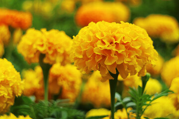 Closeup of Vibrant Yellow Marigold Flowers Blossoming in the Field
