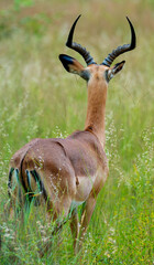 The impala or rooibok (Aepyceros melampus) is a medium-sized antelope seen in South Africa near Kruger National Park. Subspecies Grassland-dwelling common impala (or Kenyan impala)
