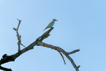 European Roller on branch of dead tree in South Africa near Kruger National Park. The European roller (Coracias garrulus) is the only member of the roller family of birds to breed in Europe. 