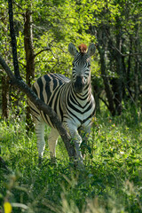 Chapman's zebra (Equus quagga chapmani), named after its describer James Chapman, is a subspecies of the plains zebra, hiding here in bush in South Africa near Kruger National Park..