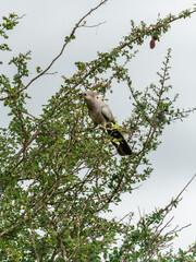 The grey go-away-bird (Corythaixoides concolor), also known as grey lourie, grey loerie, or kwêvoël, is a bold and common bird of the southern Afrotropics.  South Africa