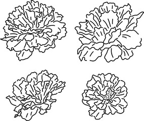 hand drawn Rose moss head, free hand drawing, Portulaca Grandiflora, Portulaca