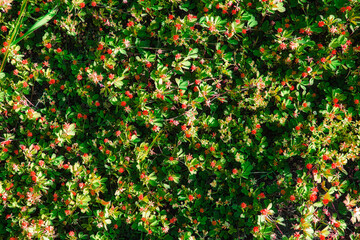 赤い小さな花を咲かせている植物の群生