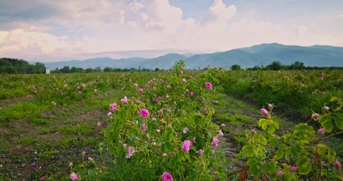 Bulgarian rose valley at sunrise near Kazanlak town. Oil bearing Roses Damascena blooming fields 4k video