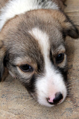 a dog puppy siting on a road