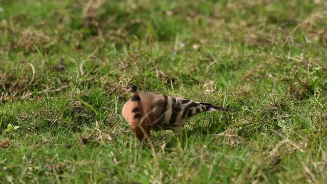 The Hoopoe's Quest for Ground-Bound Insects