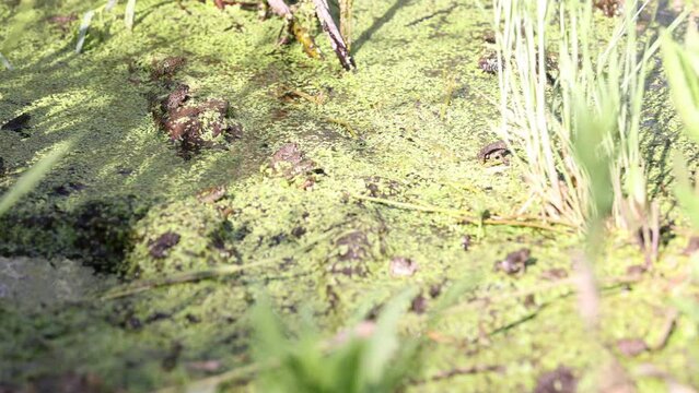 Western toadlets in and out of focus in a duck weed covered pond