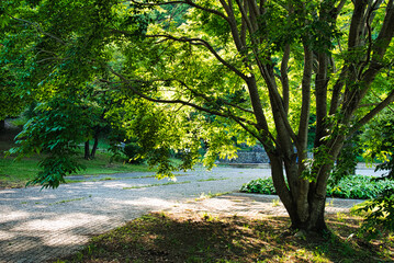木漏れ日が差し込む、涼やかな森の小径