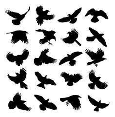 A set of silhouettes birds of prey and seabirds in flight.
