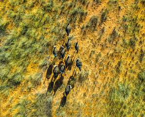 aerial view of a heard of ostriches grazing in the dry savannah