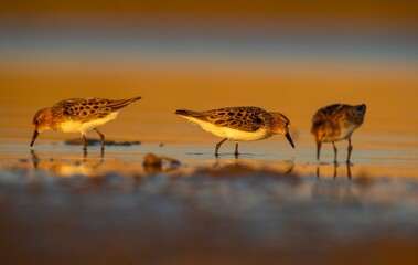 Little Stint (Calidris minuta) is is a wetland bird that lives in the northern parts of the European and Asian continents. It feeds in swampy areas.