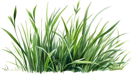 green grass watercolor clipart isolated on white background
