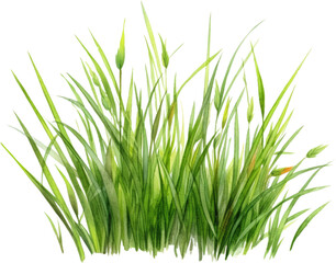 Obraz premium green grass watercolor clipart isolated on white background