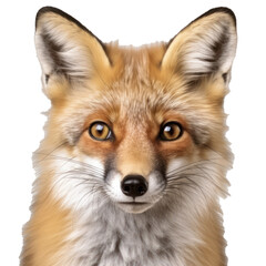 red fox vulpes 4 years old Generative AI 