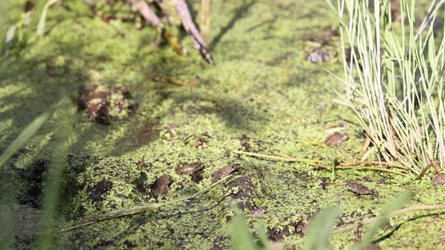  Toad sits quietly by a rock waiting for prey while others jump around