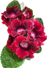 red gloxinia flowers