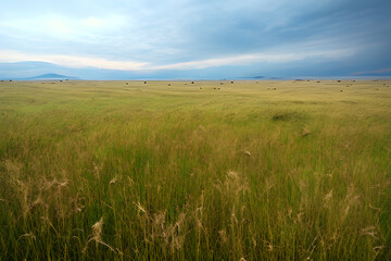 grassland. Generative AI