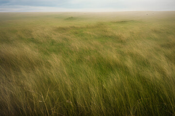 Obraz premium grassland. Generative AI