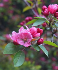 Obraz premium Malus Royalty Crabapple tree with flowers in the morning sun close up. Apple blossom. Spring background.