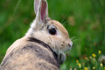 Nahaufnahme vom seitlichen Profil eines braunen Hauskaninchen. Das Tier sitzt im hohem Gras.