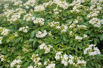 Obraz premium Choisya shrub with delicate small white flowers on green foliage background. Mexican Mock Orange evergreen shrub.