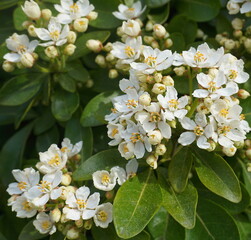 Choisya shrub with delicate small white flowers on green foliage background. Mexican Mock Orange evergreen shrub.