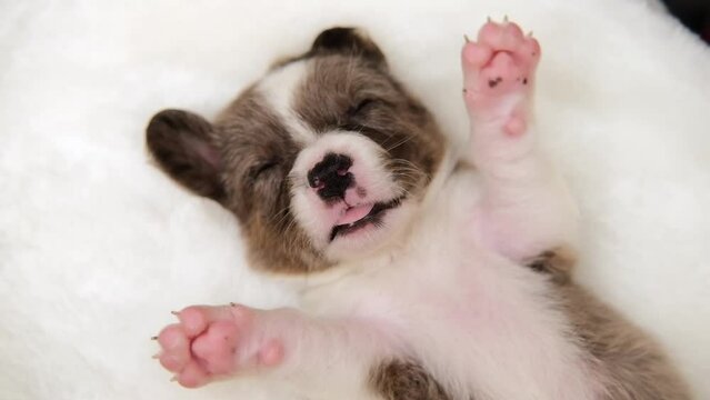 Adorable cute Newborn merle Puppy welsh corgi cardigan Sleeping on back. Little dog sleep on white plaid