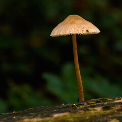 Close up of a mushroom on a tree trunk