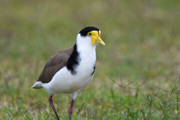  Australian adult Masked Lapwing -Vanellus miles, novaehollandiae- bird walking in short grass overcast light 