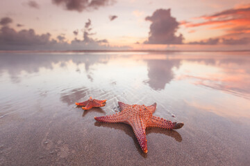 Two starfish on beach