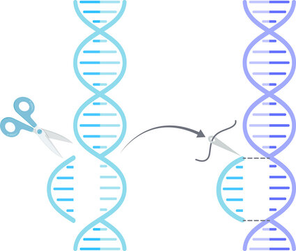 Gene editing double helix DNA concept illustration graphic with transparent background