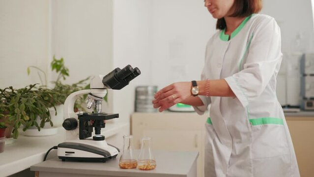 2021-06-09 Mariupol, Ukraine. Ukrtransagro LLC. Laboratory worker doing tests in the food lab to inspect genetically modified grain seeds. Biochemist working with microscope.