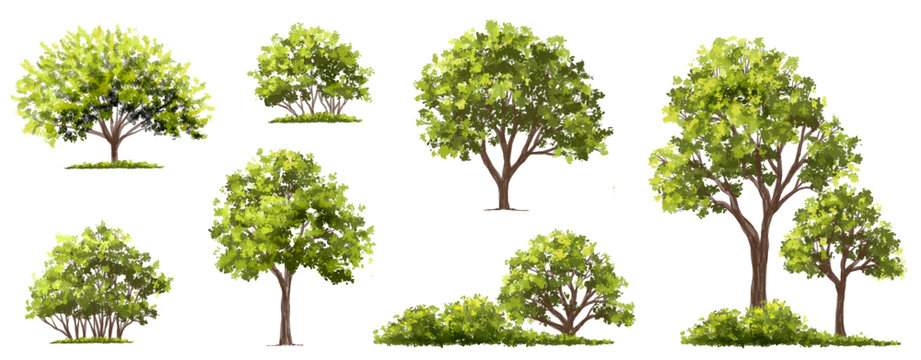 Vector watercolor green tree or forest side view isolated on white background for landscape and architecture drawing,elements for environment or garden,botanical element for exterior section in spring