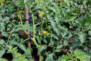 Growing tomatoes outdoors. Tomatoes are tied to sticks. Agriculture. Home harvest.
