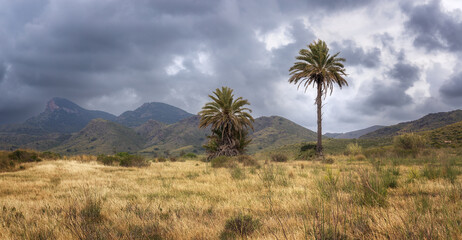 Fototapeta na wymiar Palm trees in Calblanque Natural Park in Cartagena, Murcia, Spain