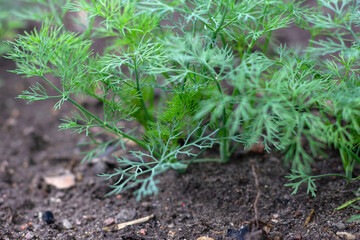 Young dill on a garden bed . Green juicy and tender dill. Macro.