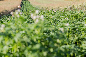 Blossoming of potato fields, potatoes plants with white flowers growing on kitchen garden