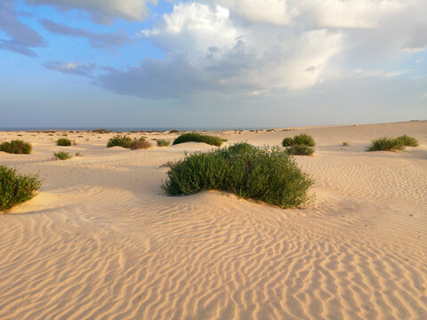 paisaje de las dunas en el parque nacional de Corralejode Corralejo. Fuerteventura. Islas Canarias. España.