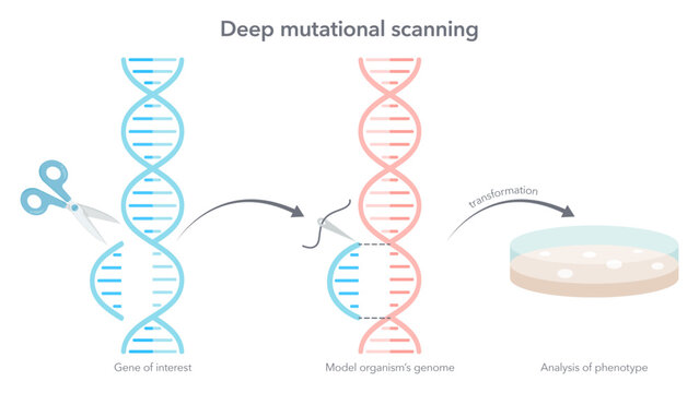 Gene editing double helix DNA concept vector illustration graphic