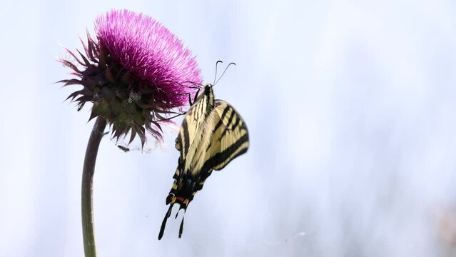 Western tiger swallowtail macro closeup feeding on an invasive purple musk thistle